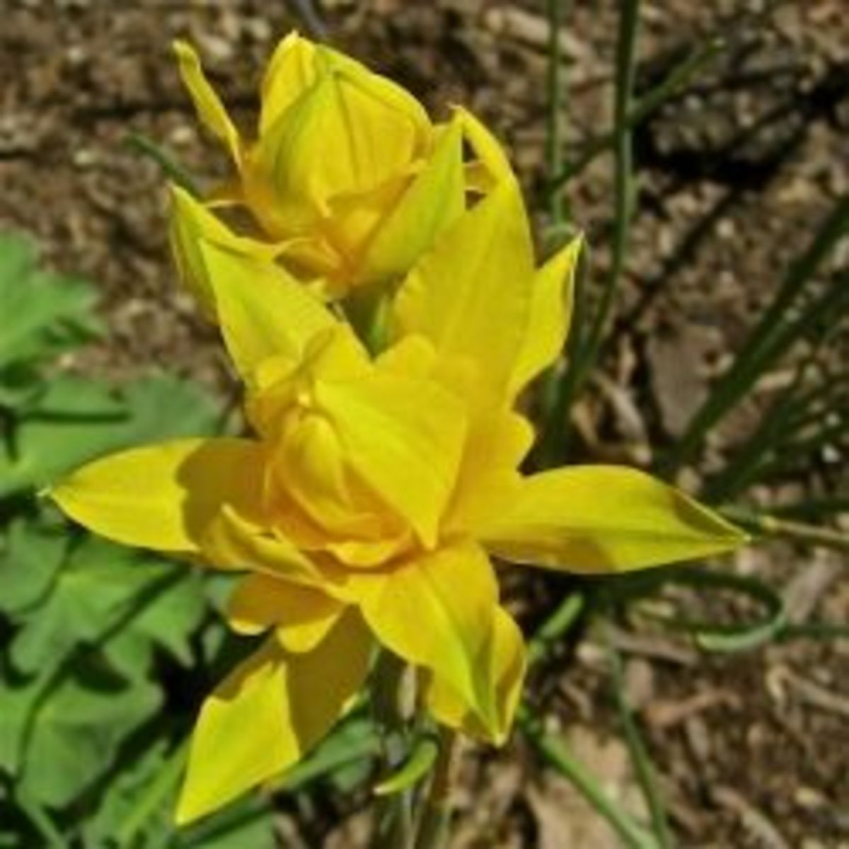 My Victorian Garden in Spring Heirloom Daffodils and Other Bulbs