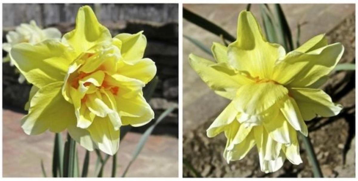 My Victorian Garden in Spring Heirloom Daffodils and Other Bulbs