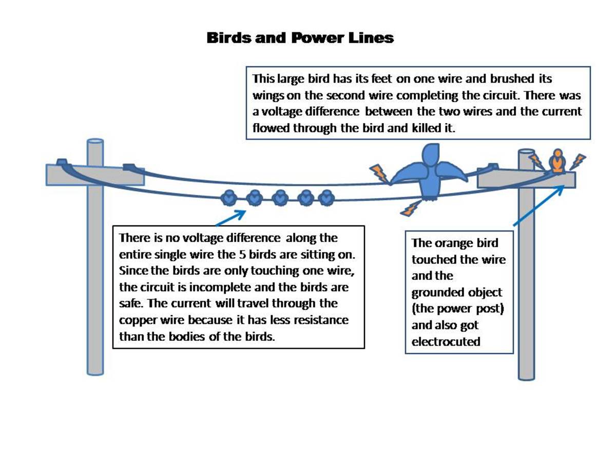 Why birds like to sit on power lines HubPages