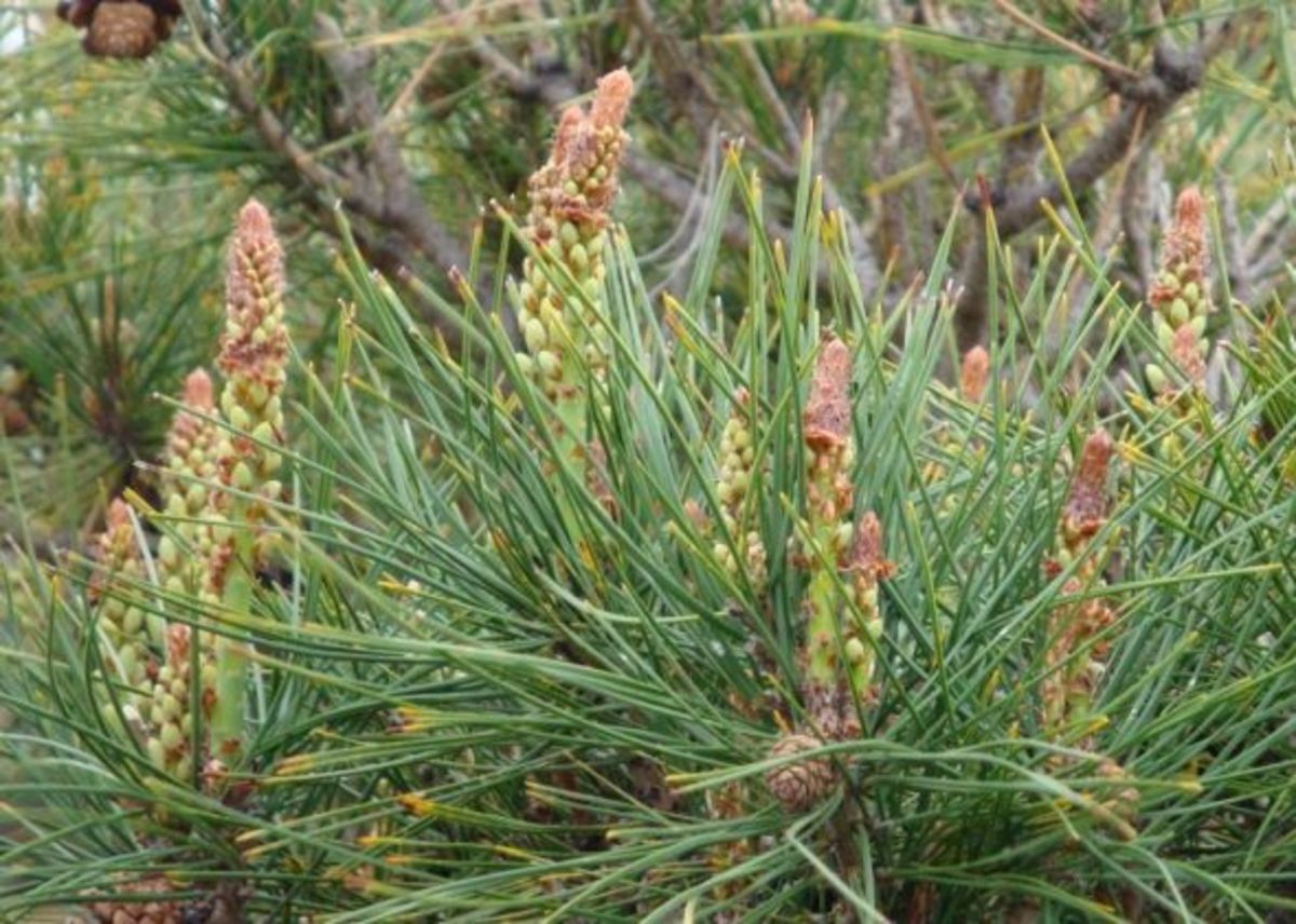 Pine Cone Fun Facts HubPages