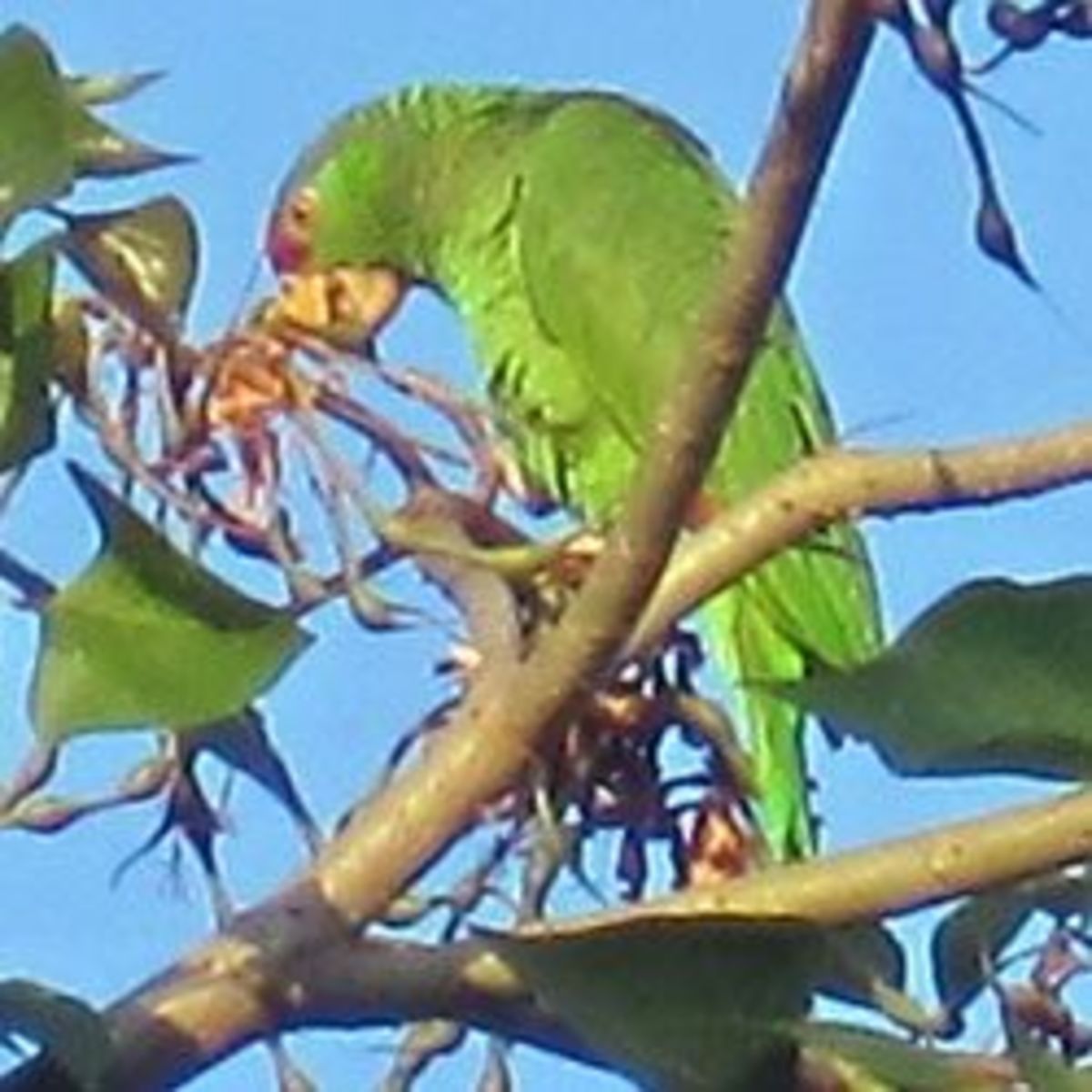 Wild Quaker Parrots of New Orleans HubPages