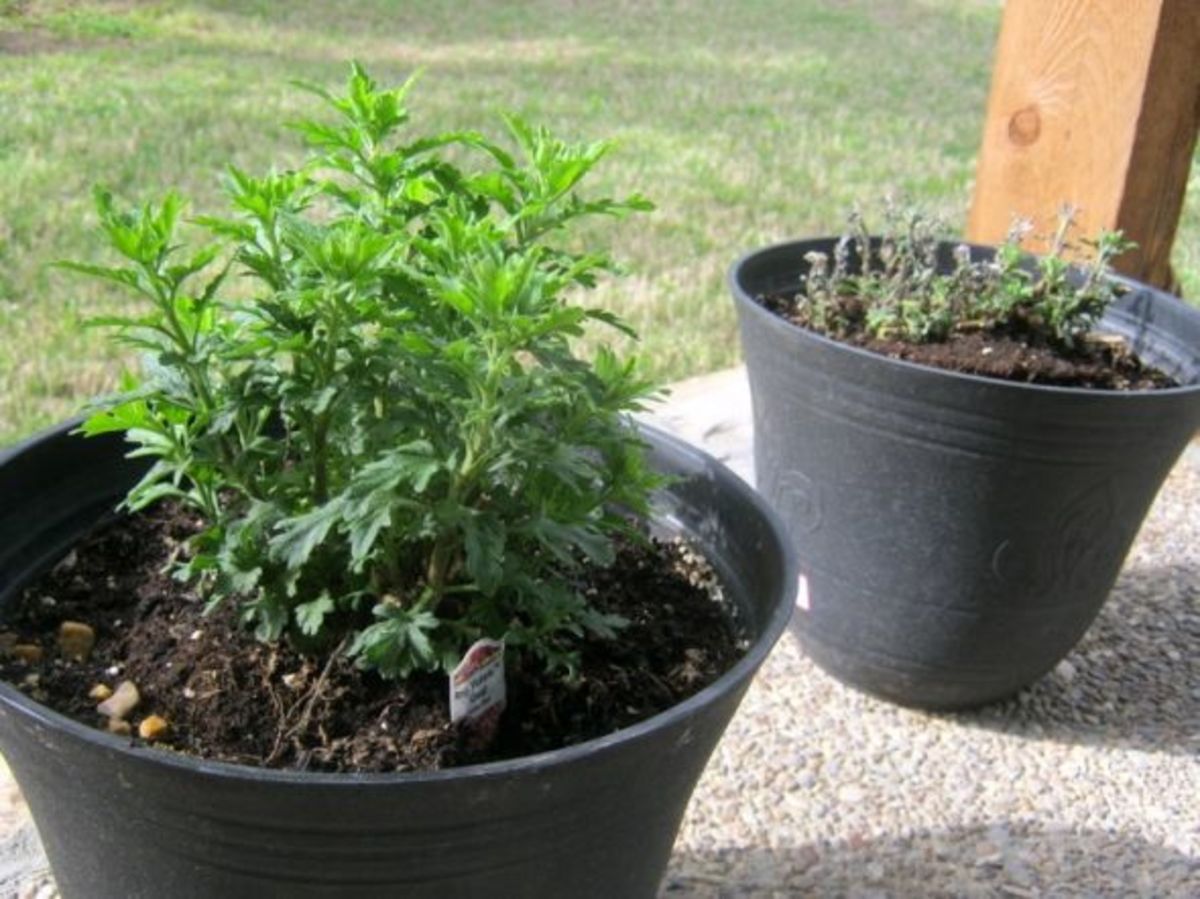 What to Do With Mums in the Spring Dengarden