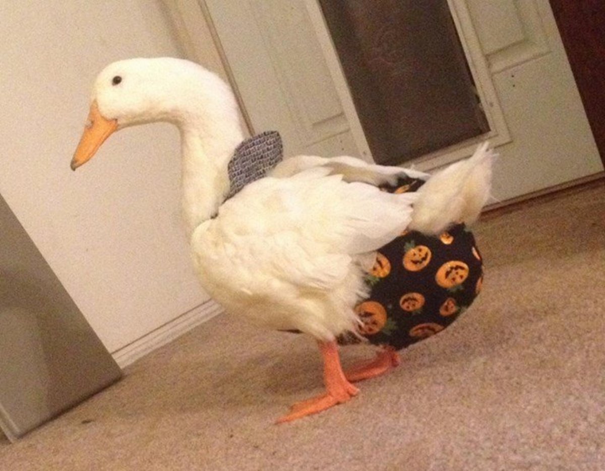 A Guide to Keeping Ducks as Pets PetHelpful