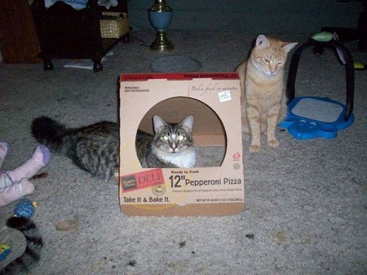 Make Your Own Homemade Cat Toys PetHelpful