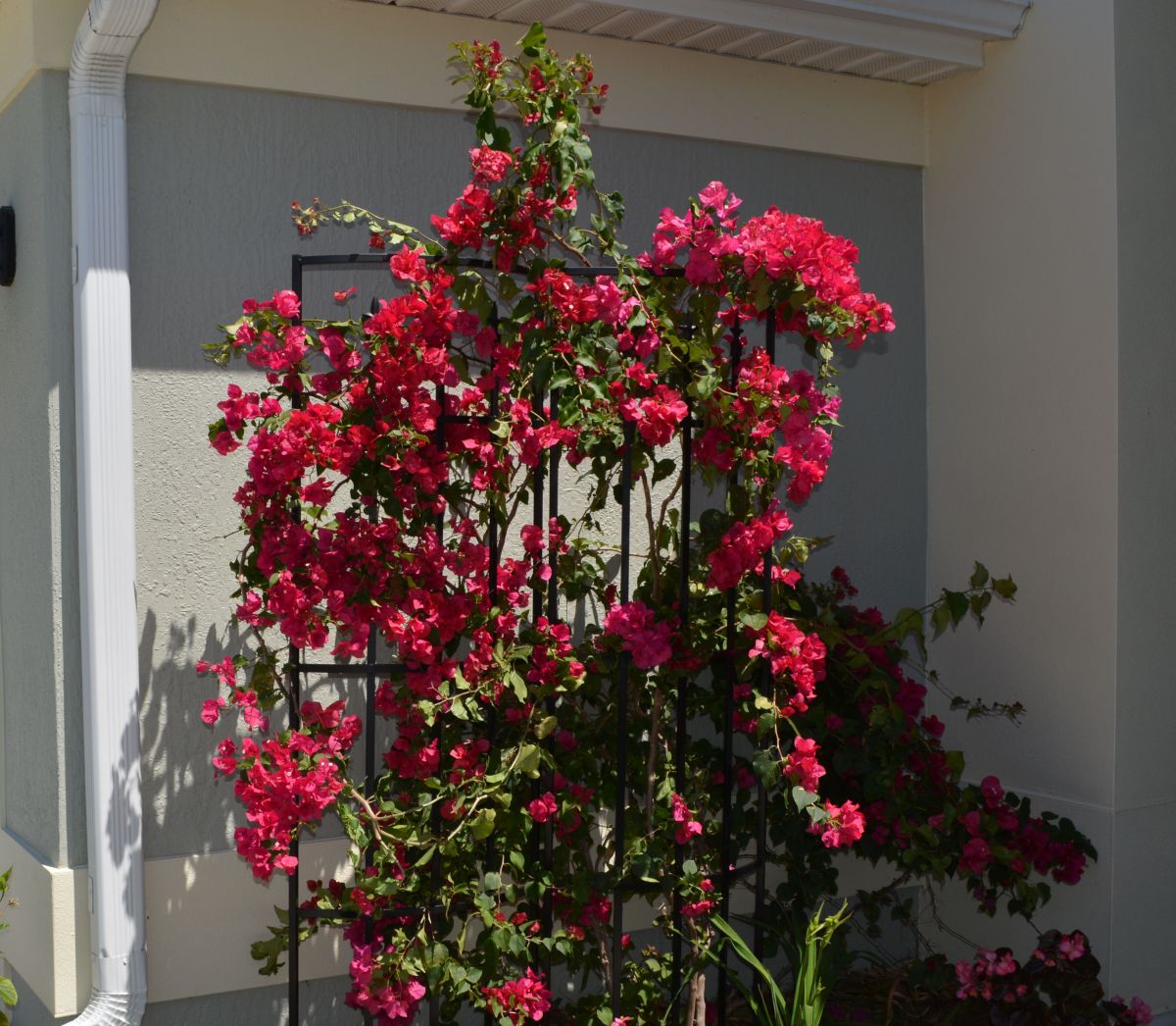 How to Grow and Care for a Beautiful Bougainvillea Dengarden