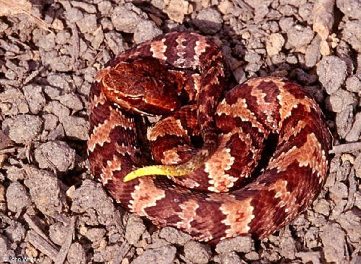 Cottonmouth Markings at Val Jackson blog