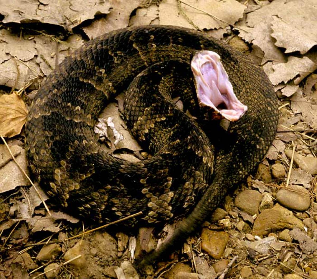Venomous Snakes of North America Owlcation