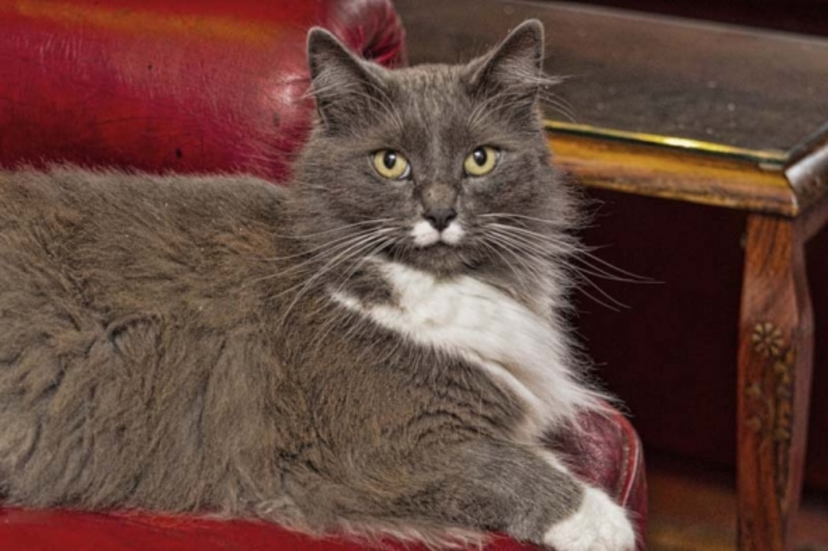 All About CrossBreed Cats Our MaineCoon Ragdoll PetHelpful