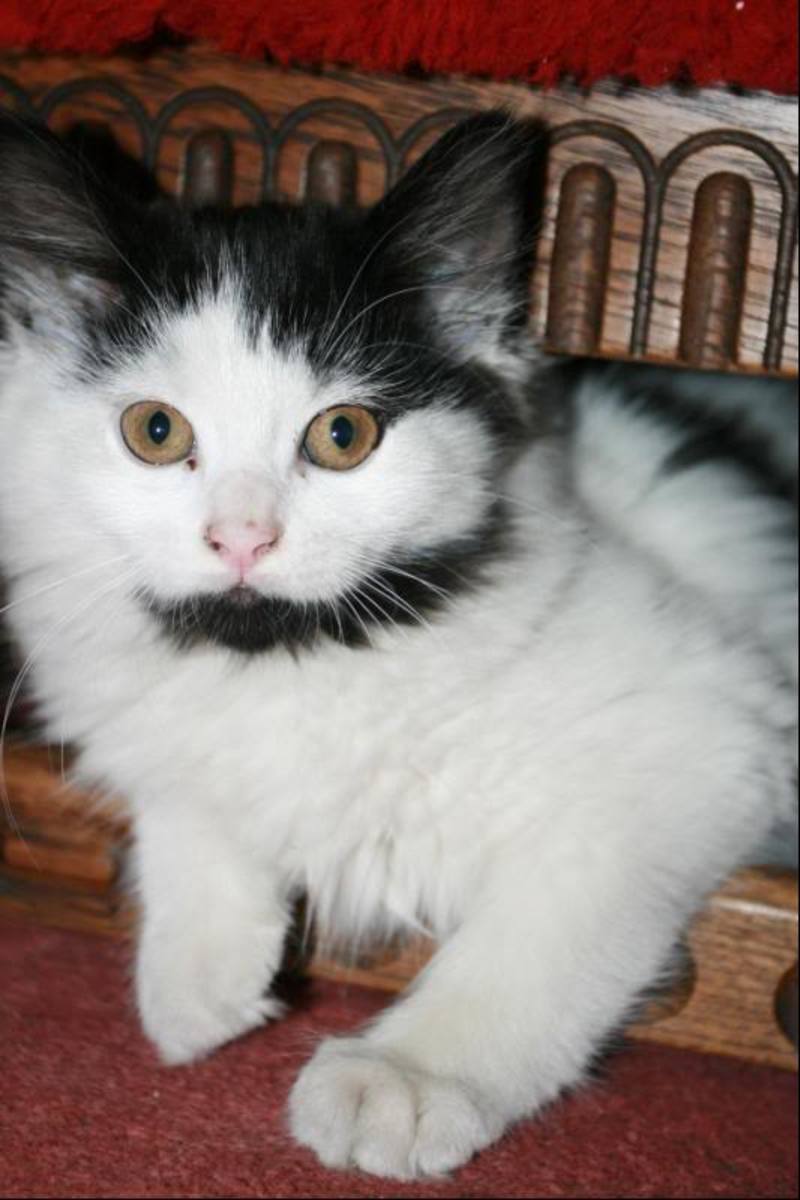 All About CrossBreed Cats Our MaineCoon Ragdoll PetHelpful