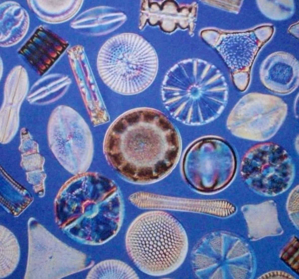 The Wonderful World of Diatoms HubPages