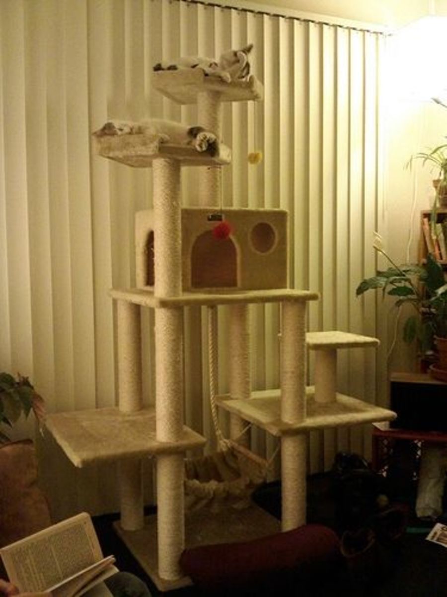 Make Your Own Cat Trees, Towers, and Other Structures PetHelpful