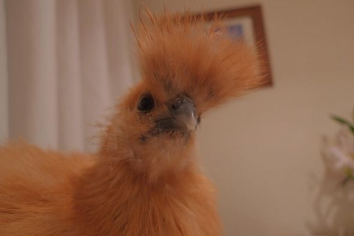 Silkie A Comprehensive Guide to the Furry Chicken PetHelpful