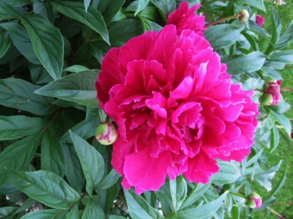 Deer Resistant Plants HubPages