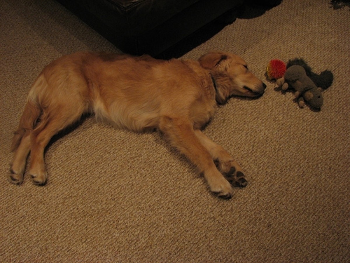 Make Your Own Homemade Dog Toys PetHelpful