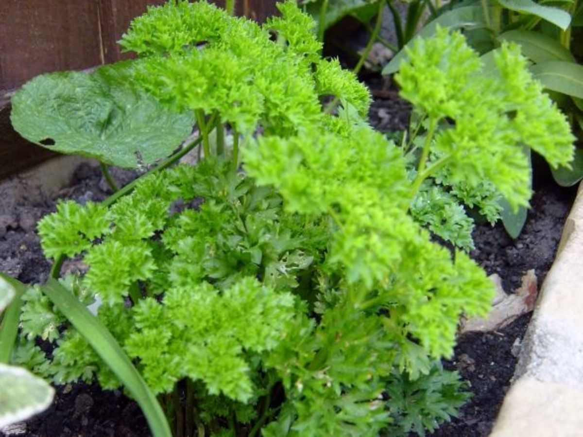 The Herb Garden HubPages