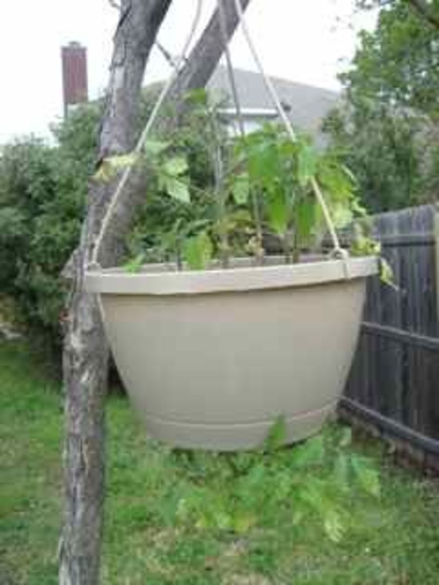 Hanging Tomato Planters HubPages