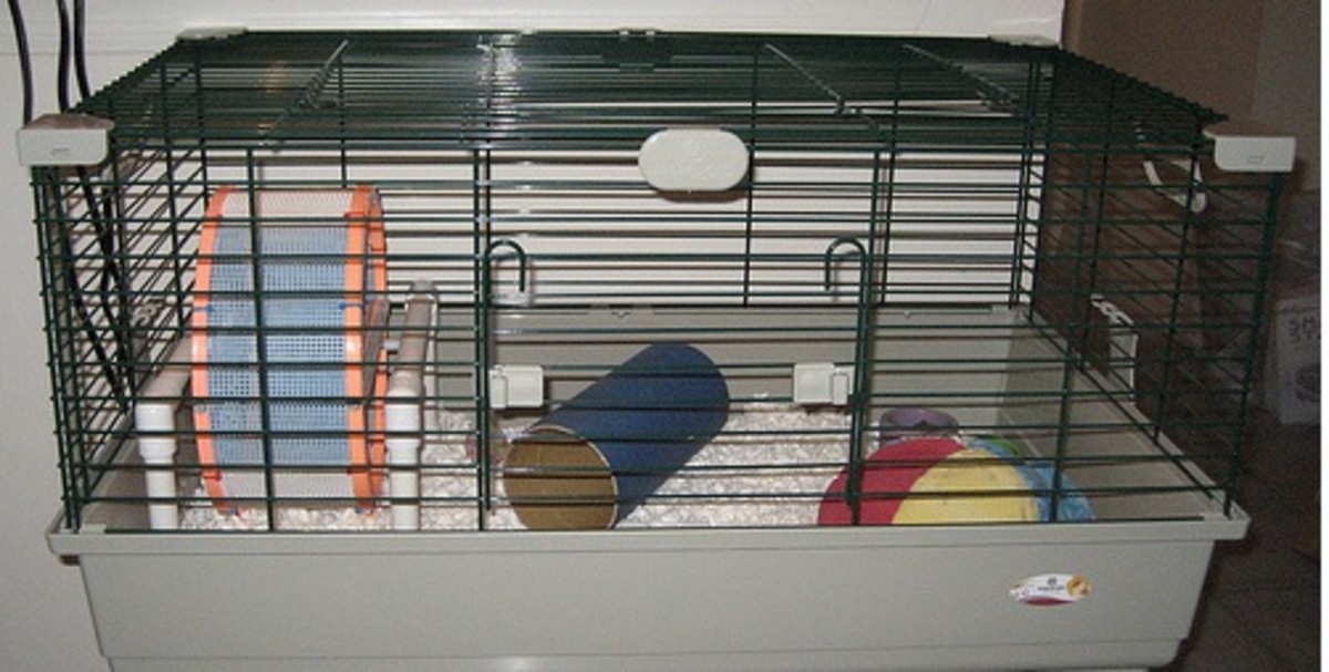 Housing a Pet Hedgehog PetHelpful