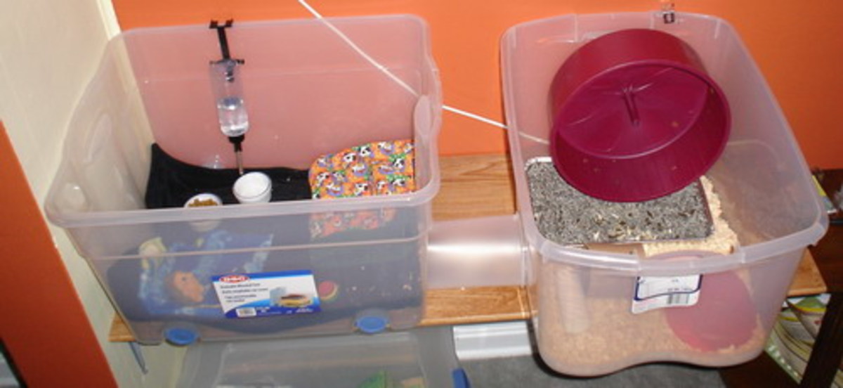 Housing a Pet Hedgehog PetHelpful