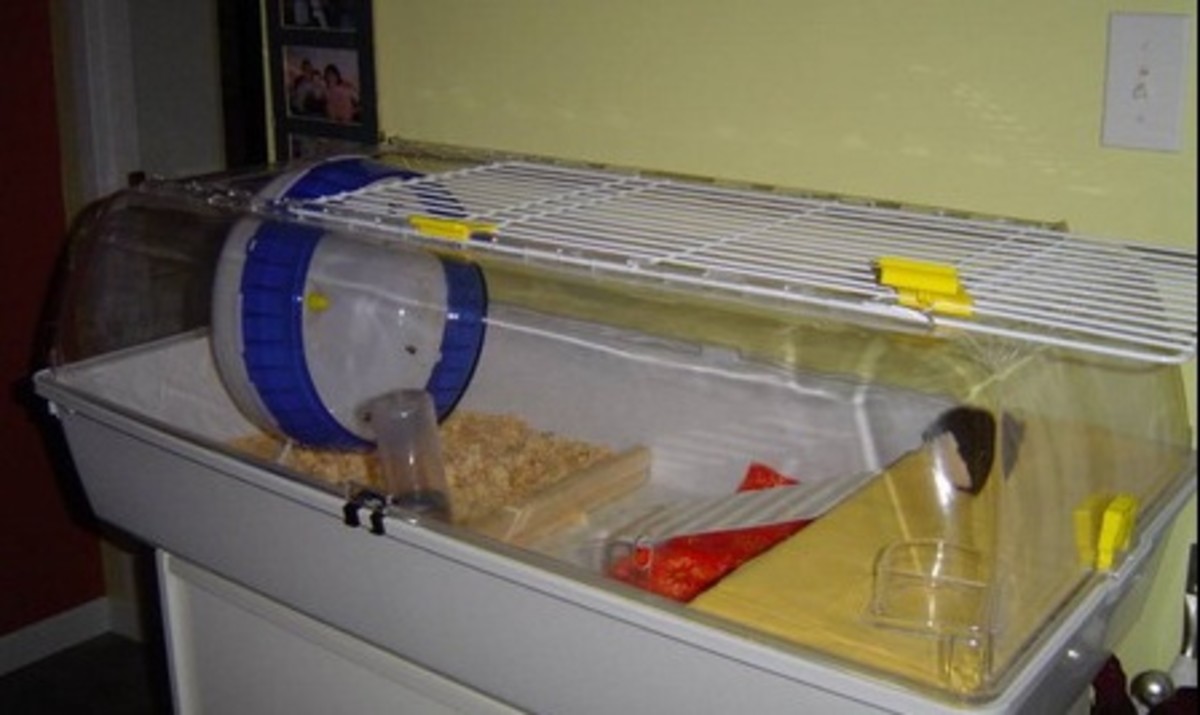 Housing a Pet Hedgehog PetHelpful