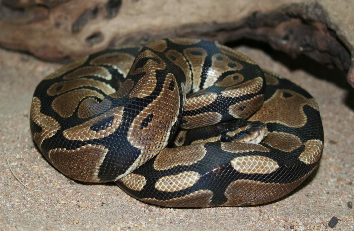 Corn Snakes, Ball Pythons, and Red Boas—Good Beginner Snakes? PetHelpful
