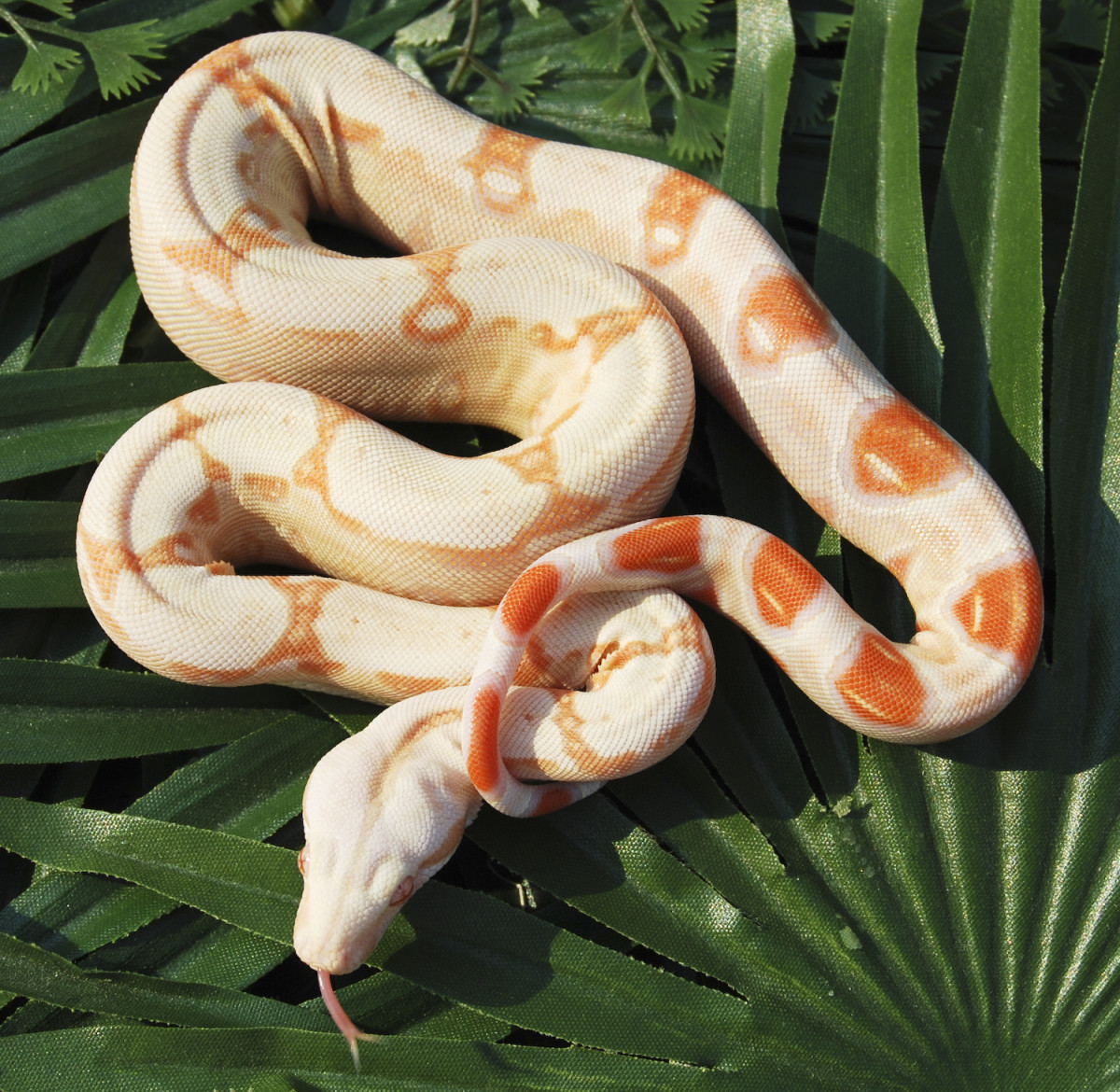 Corn Snakes, Ball Pythons, and Red Boas—Good Beginner Snakes? PetHelpful