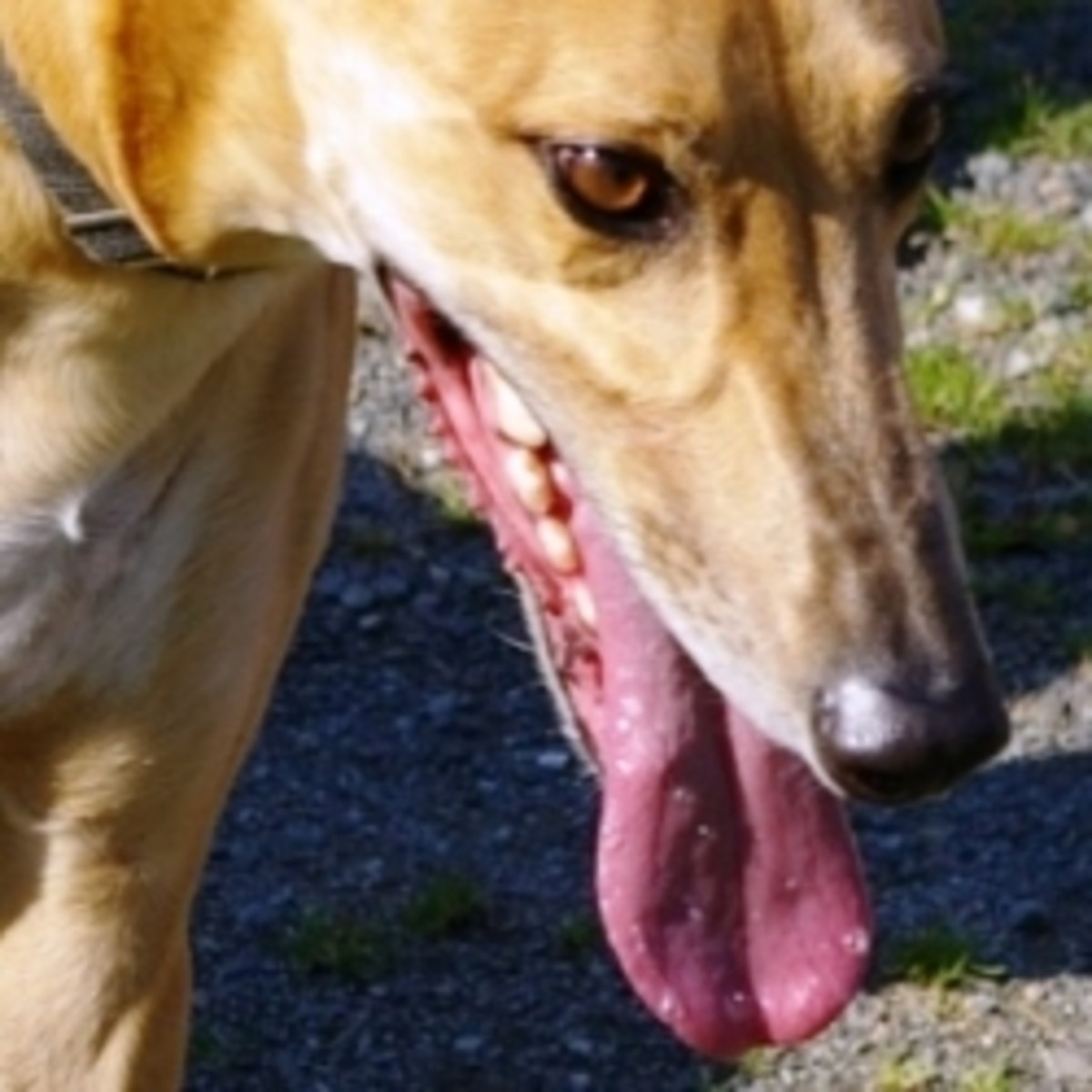 How to Brush your Greyhounds Teeth HubPages