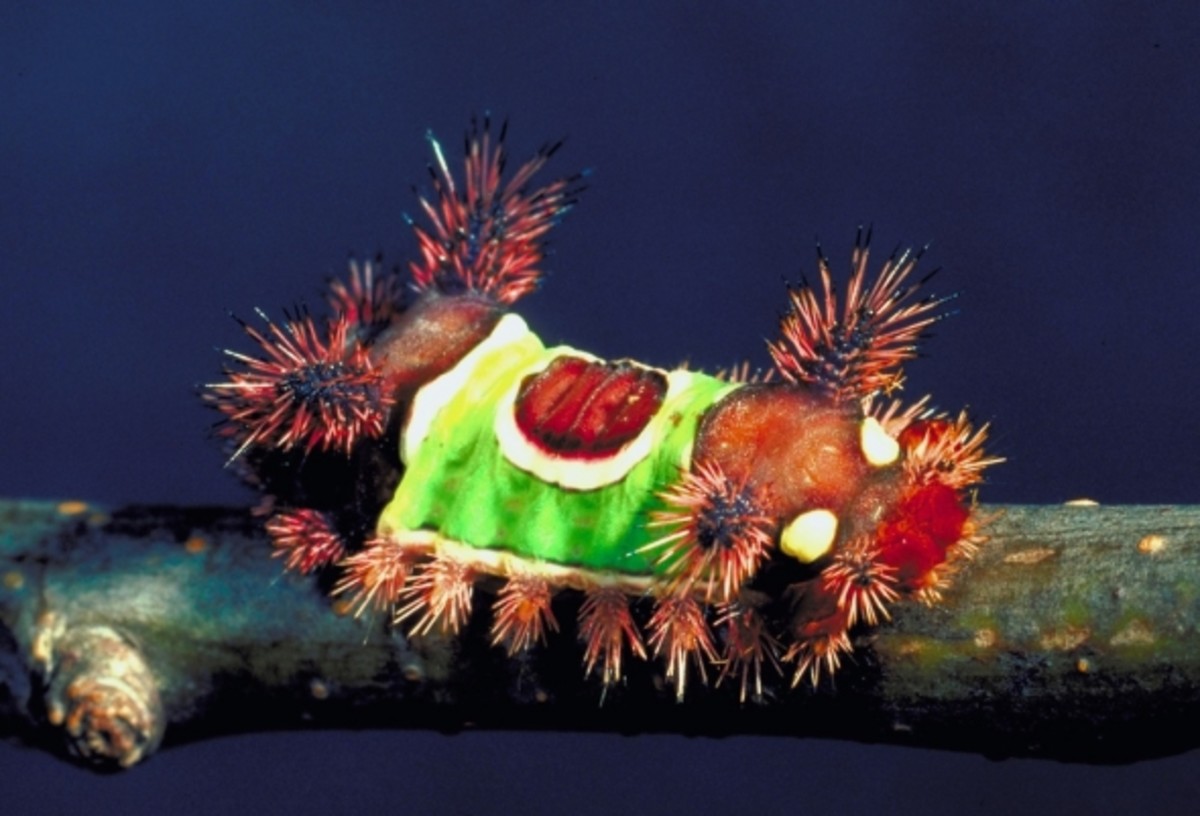 Top 10 Beautiful Caterpillar Photos HubPages