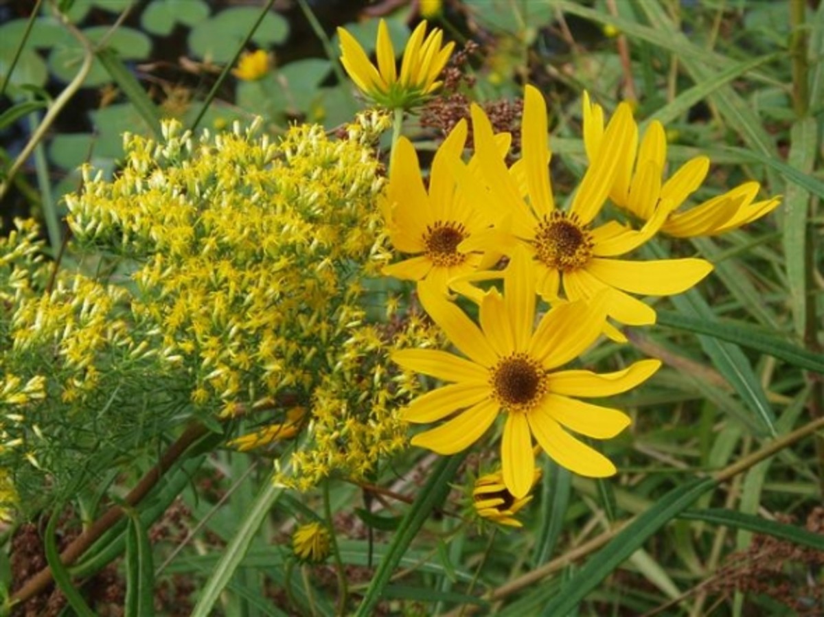 October Blooming Native Sunflowers HubPages