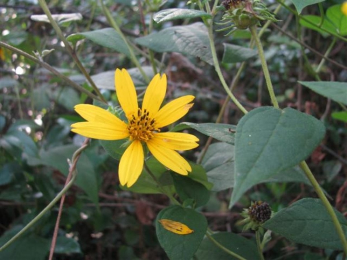 October Blooming Native Sunflowers HubPages