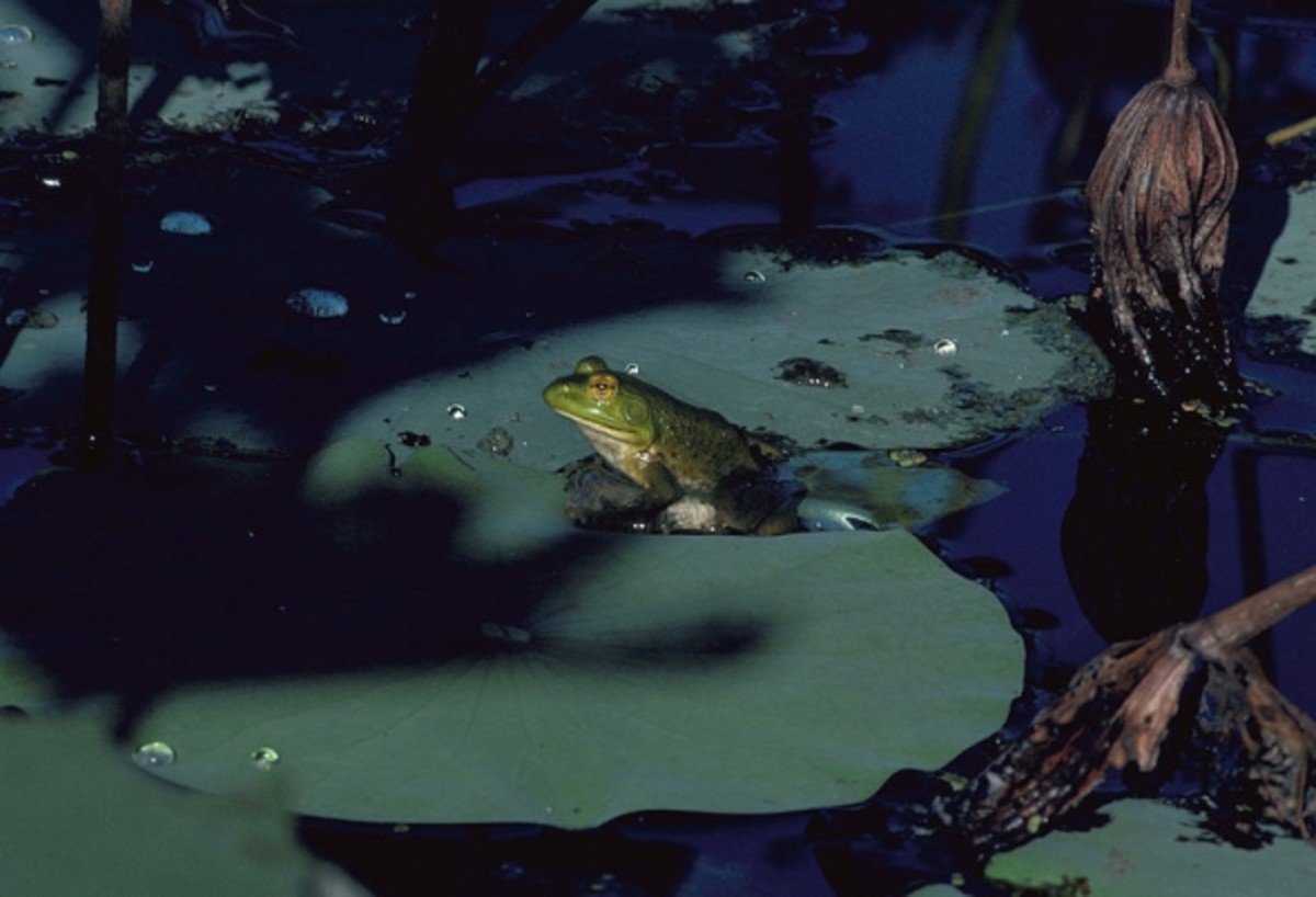 Bullfrogs of Louisiana HubPages