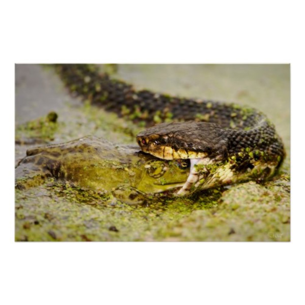 Bullfrogs of Louisiana HubPages
