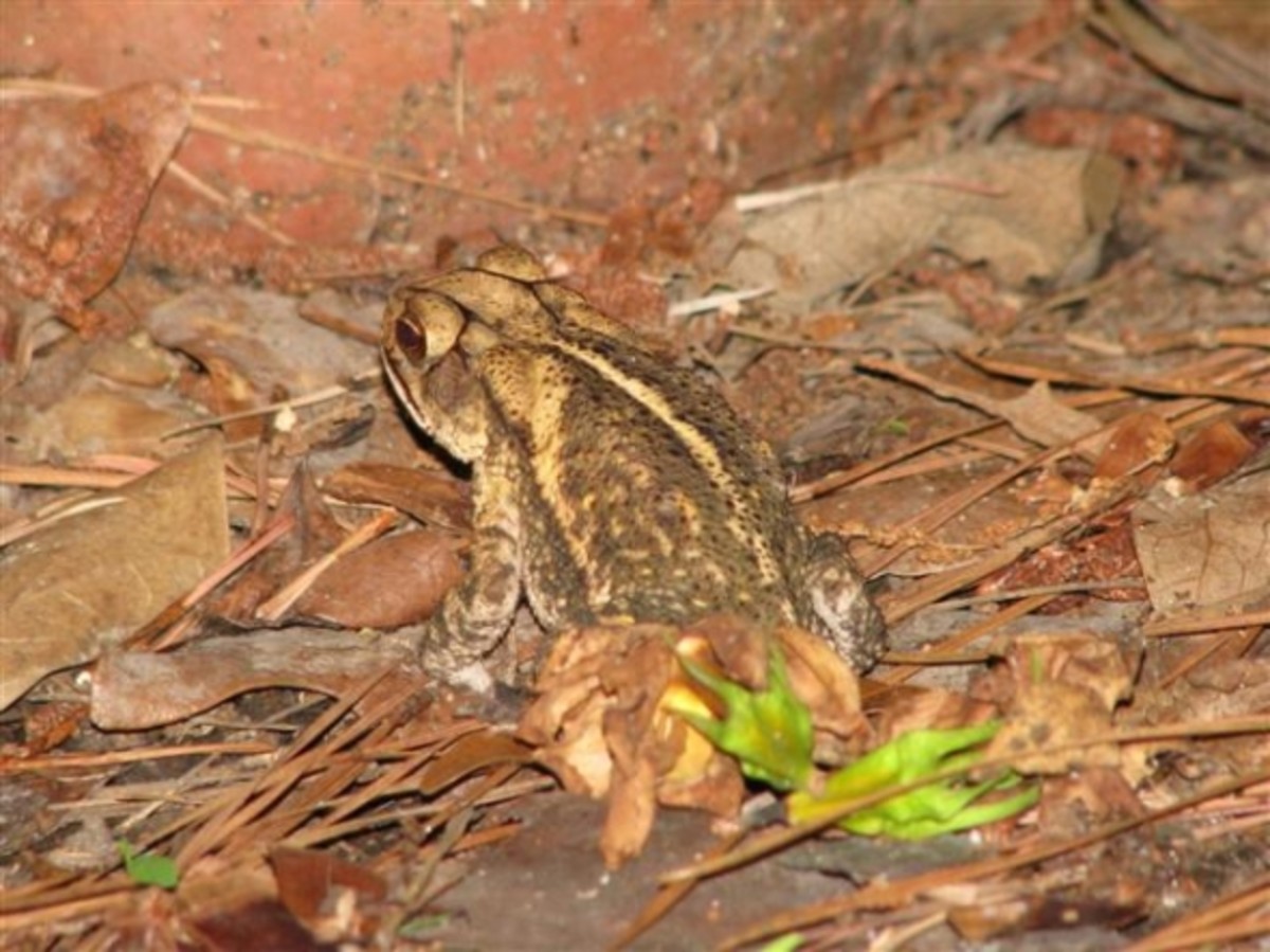 Toads of Louisiana HubPages