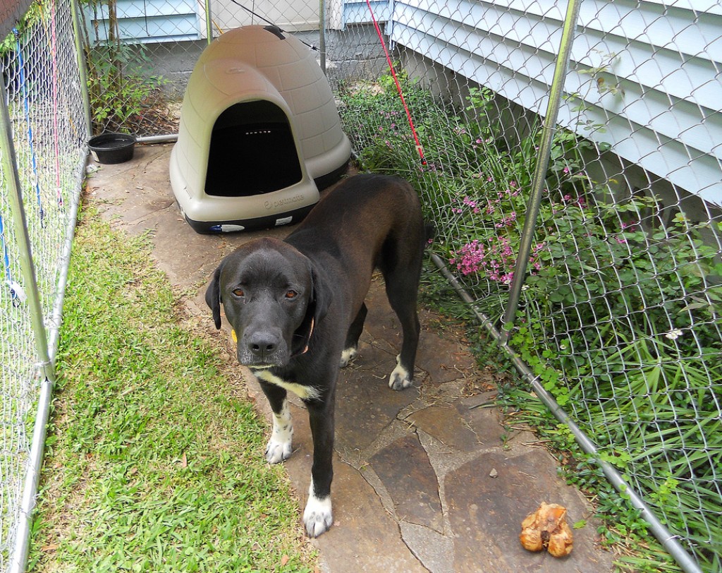 Best Dog House for a Large Breed Dog