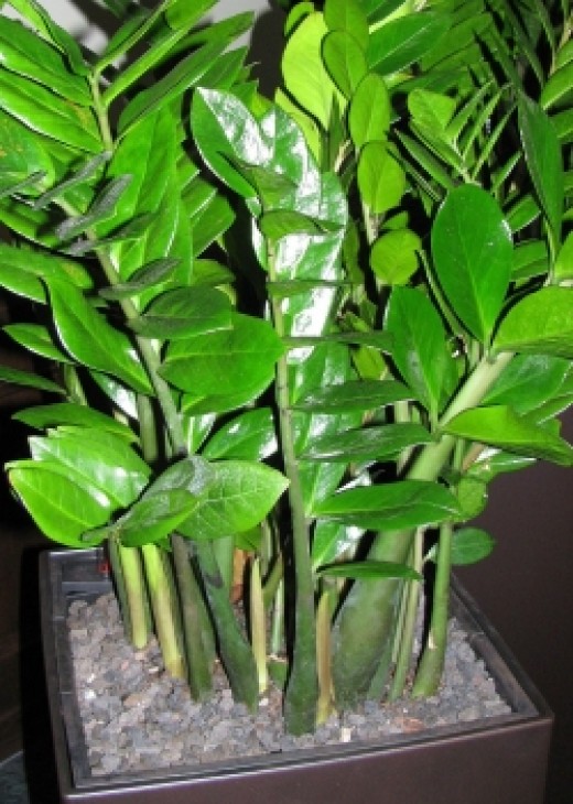 Traditional Feng Shui Plants HubPages