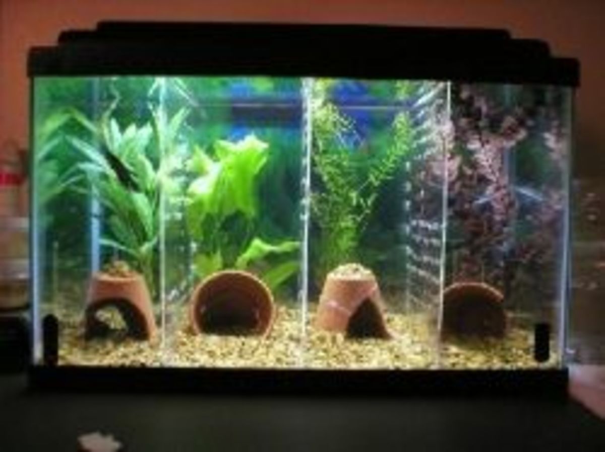 How to Set up a Betta Tank PetHelpful