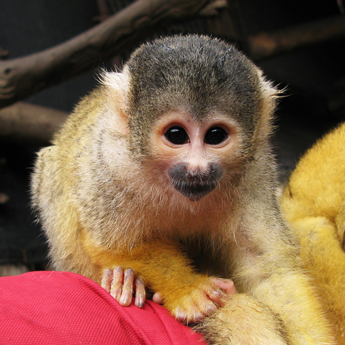 Top 10 Cutest Animals In The World (According To Science)