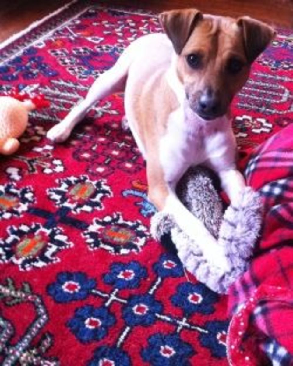 Terrific Terriers; Loving Life With Your Jack Russell or Rat Terrier