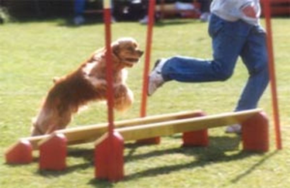 Dog Agility Equipment and Obstacles
