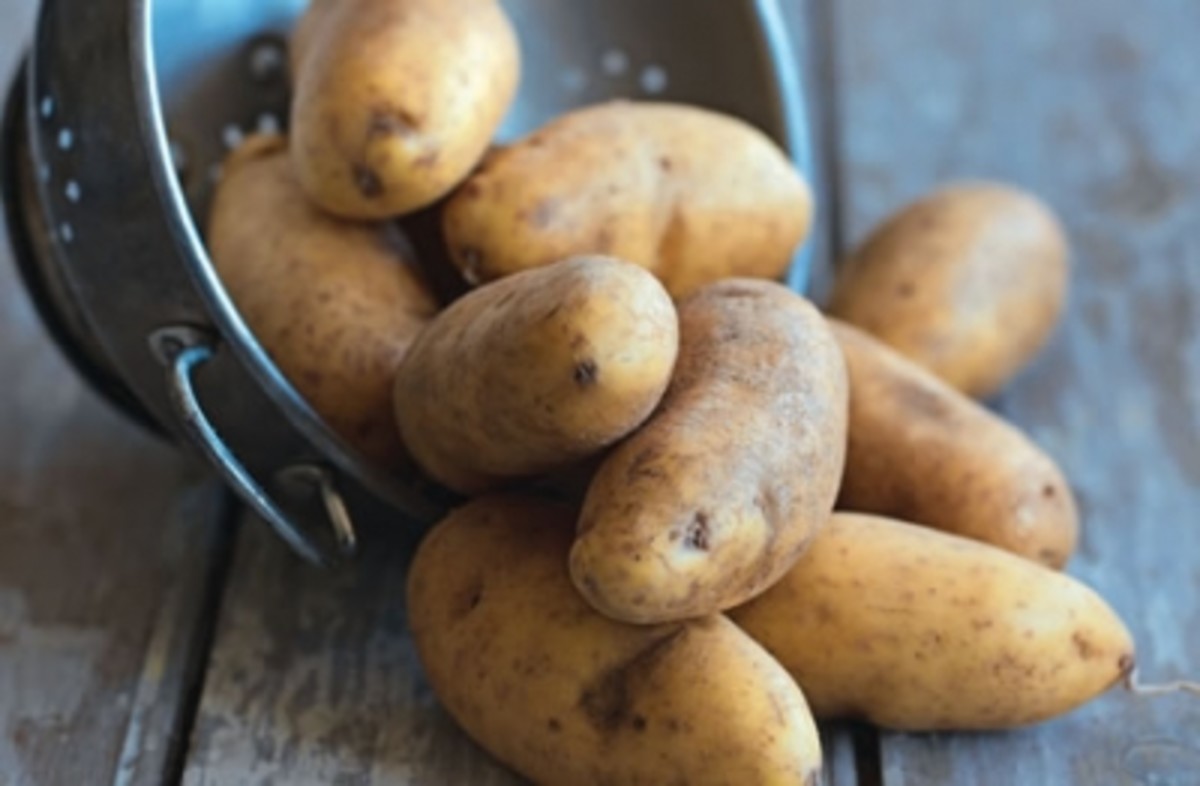 Gordon Ramsay's Ultimate Christmas Recipes Holidappy