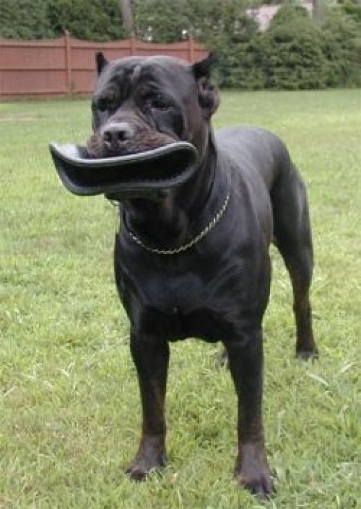 How to Love a Cane Corso PetHelpful