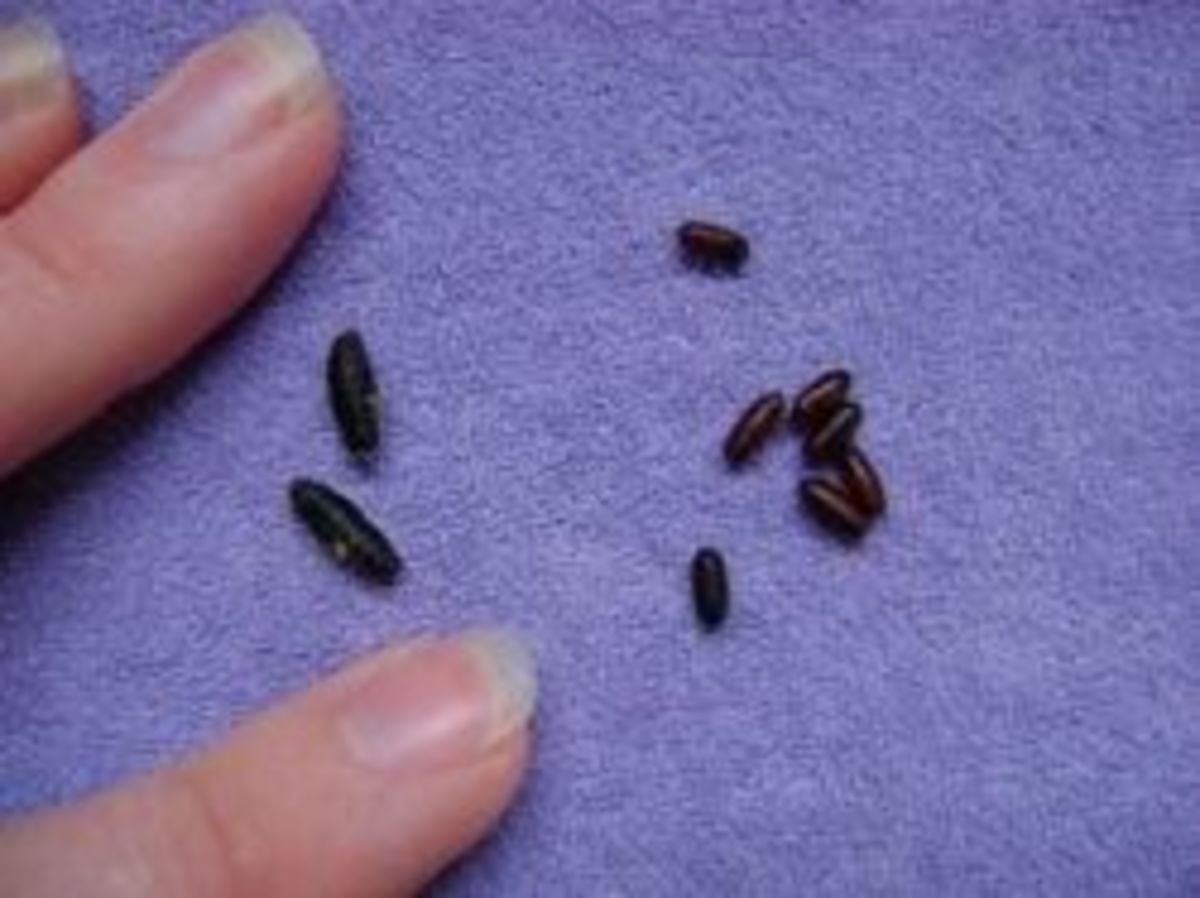 Pet Fly; Fly Roping; Fly on a String HubPages