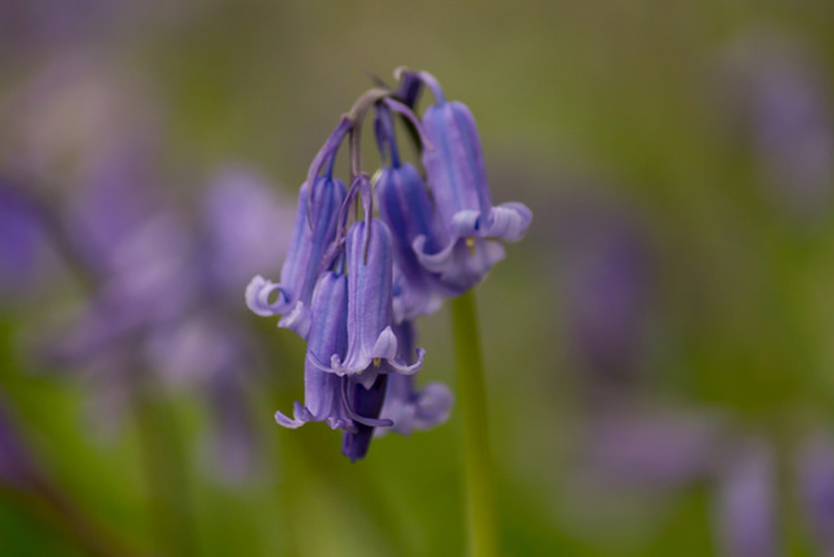 English Bluebells HubPages