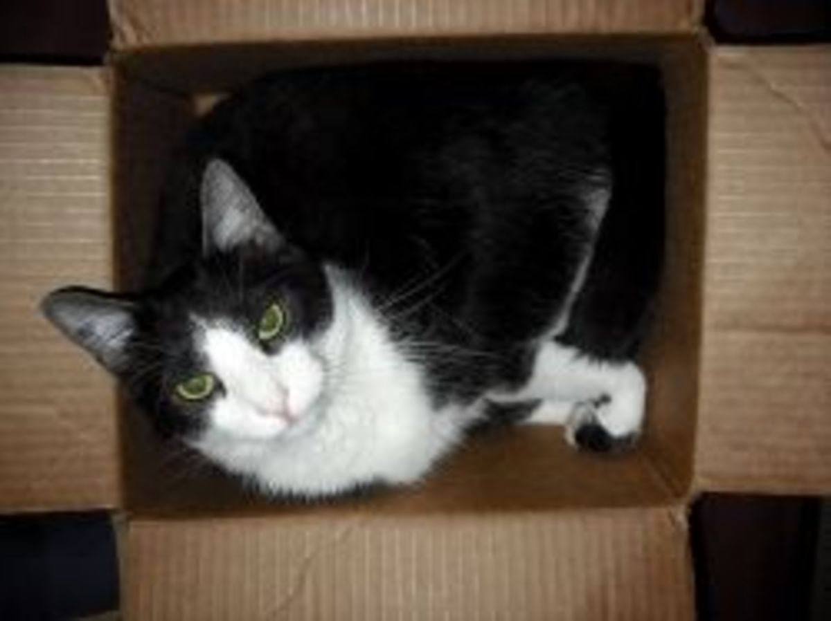 Creative Tuxedo Cat Names (Female and Male) PetHelpful