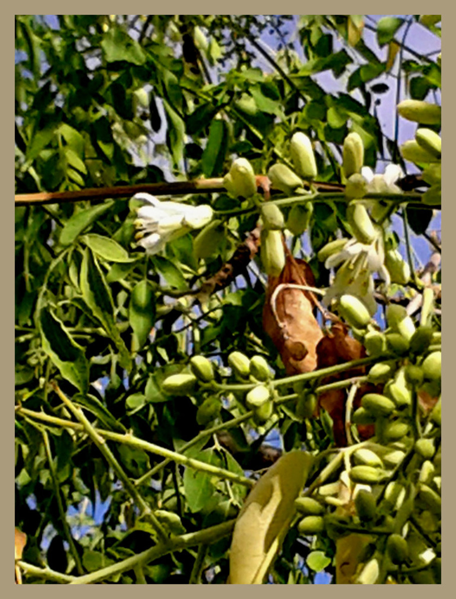 Moringa Stenopetala the African Miracle Tree HubPages