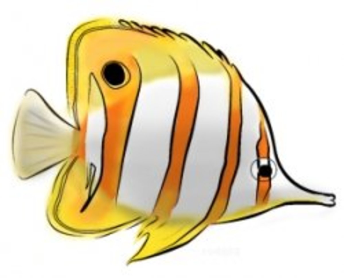 Tropical Fish Coloring Page HubPages