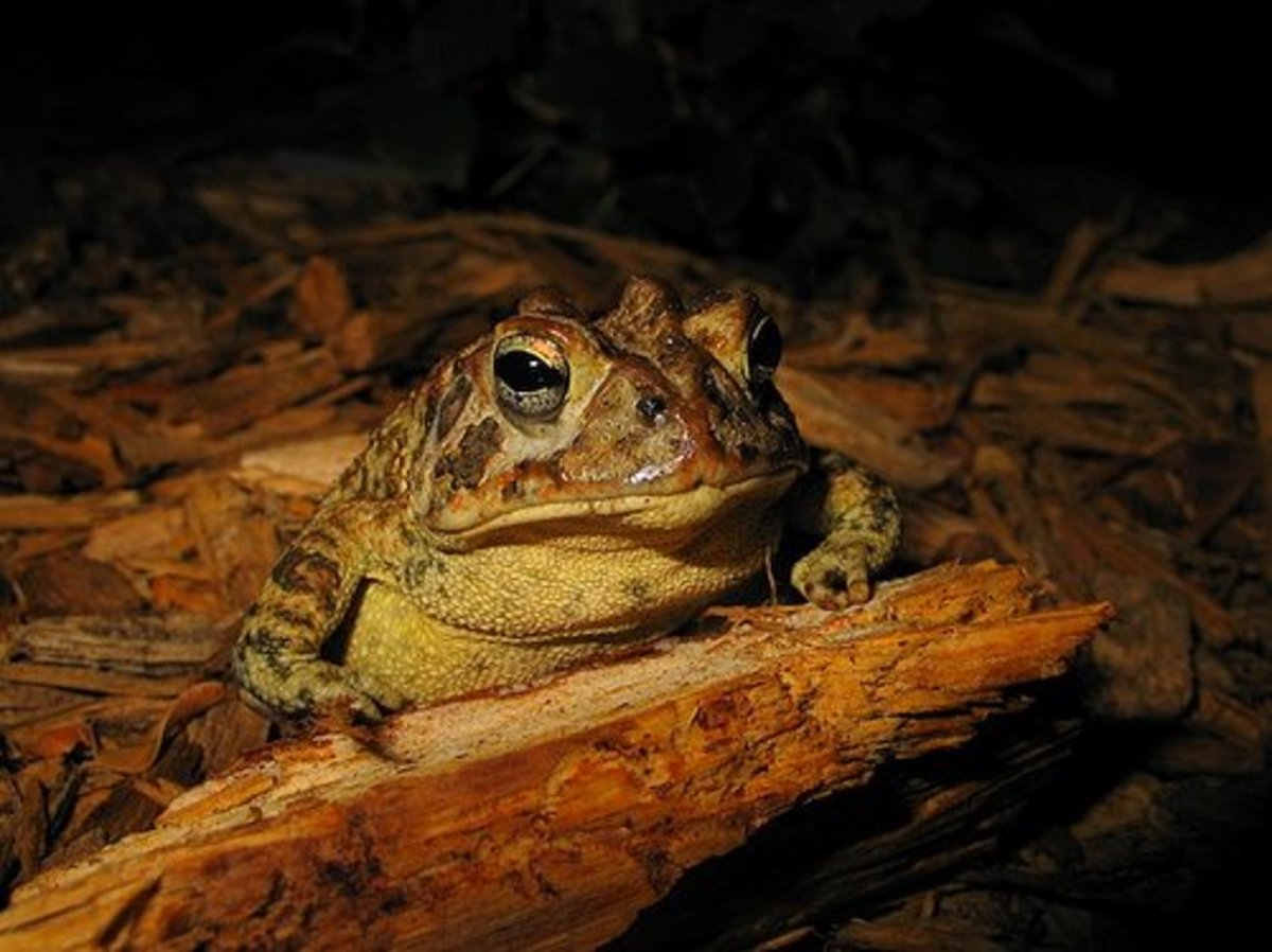 Attracting Frogs and Toads to Your Garden Dengarden