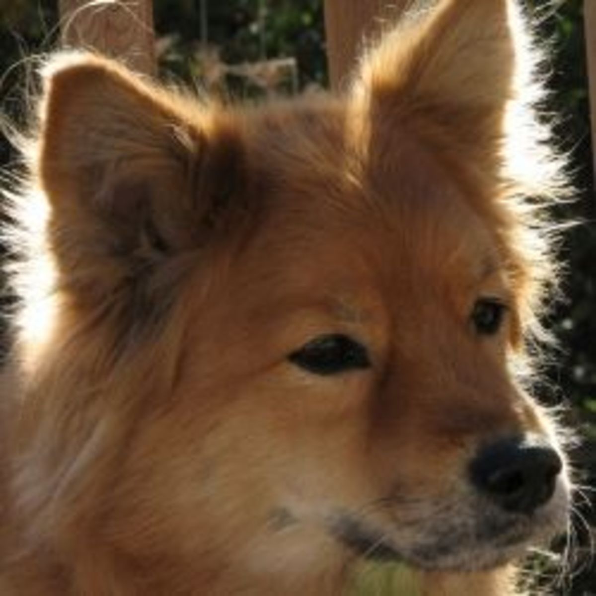 Dog Breed Spotlight The Finnish Spitz HubPages
