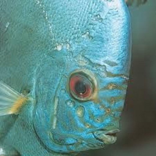 Secrets of Breeding Discus Fish PetHelpful