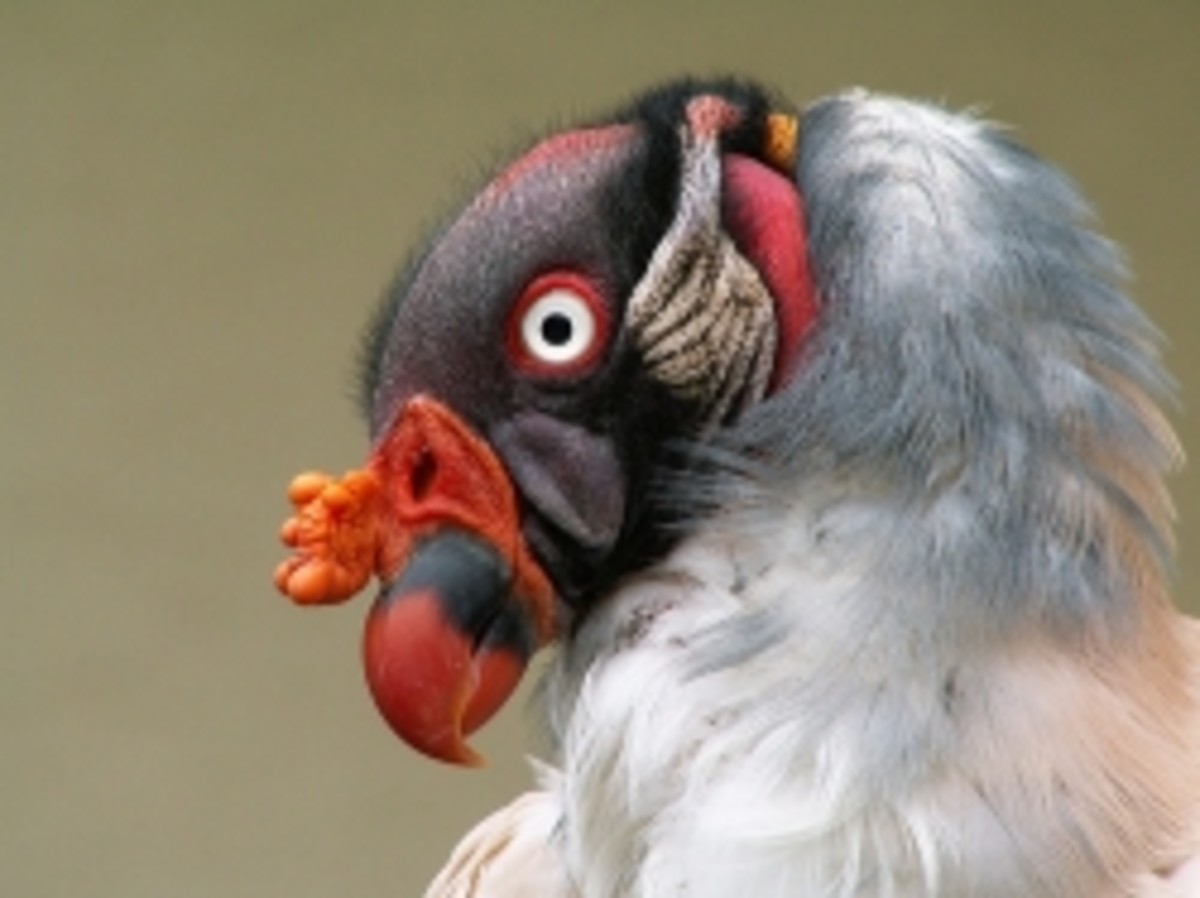 Peacock Bird Characteristics, Pictures and Symbolism HubPages