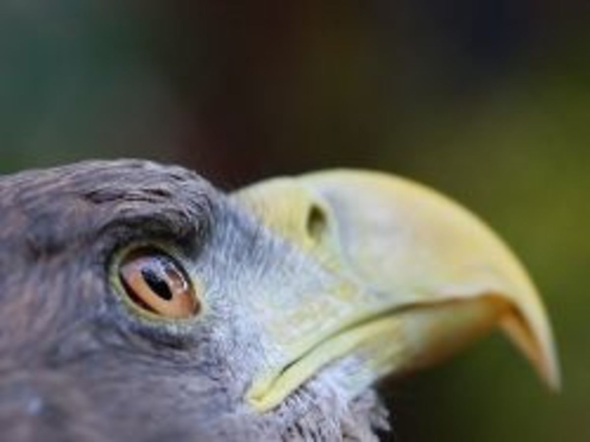 The Unique Characteristics of Birds HubPages